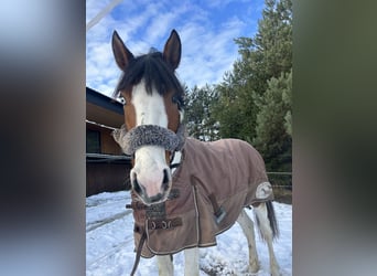 Inne kuce/małe konie, Ogier, 4 lat, 145 cm, Srokata