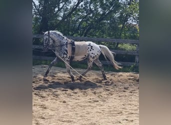 Inne kuce/małe konie, Ogier, 5 lat, 140 cm, Tarantowata