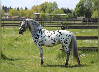 Inne kuce/małe konie, Ogier, 5 lat, 140 cm, Tarantowata
