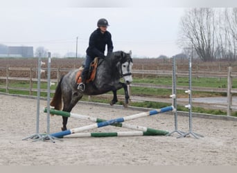 Inne kuce/małe konie, Ogier, 8 lat, 145 cm, Stalowosiwy