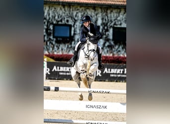 Inne kuce/małe konie, Ogier, 16 lat, 148 cm, Siwa