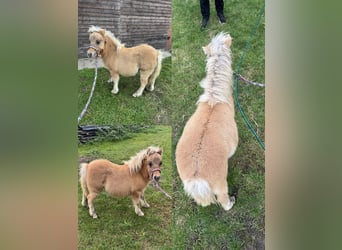 Inne kuce/małe konie Mix, Ogier, Źrebak (04/2025), 118 cm, Tarantowata
