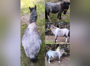 Inne kuce/małe konie Mix, Ogier, Źrebak (04/2025), 118 cm, Tarantowata