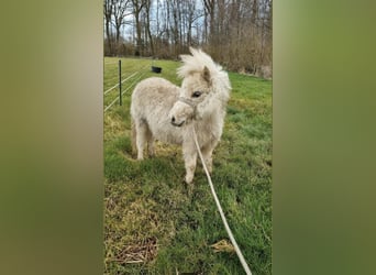 Inne kuce/małe konie Mix, Ogier, Źrebak (04/2025), 118 cm, Tarantowata