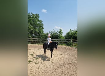 Inne kuce/małe konie, Wałach, 10 lat, 125 cm, Kara