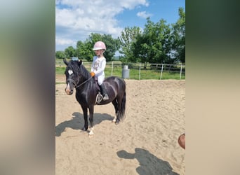 Inne kuce/małe konie, Wałach, 10 lat, 125 cm, Kara