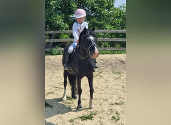 Inne kuce/małe konie, Wałach, 10 lat, 125 cm, Kara