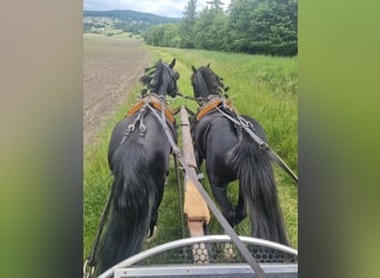 Inne kuce/małe konie, Wałach, 10 lat, 126 cm, Kara