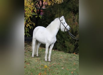 Inne kuce/małe konie, Wałach, 10 lat, 132 cm, Siwa