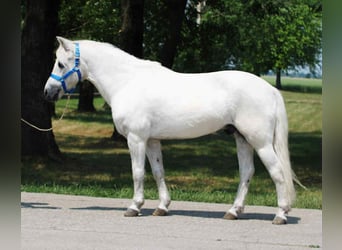 Inne kuce/małe konie, Wałach, 10 lat, 132 cm, Siwa