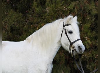 Inne kuce/małe konie, Wałach, 10 lat, 132 cm, Siwa
