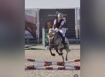 Inne kuce/małe konie Mix, Wałach, 10 lat, 137 cm, Tarantowata