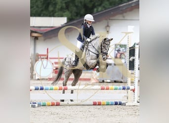 Inne kuce/małe konie Mix, Wałach, 10 lat, 137 cm, Tarantowata