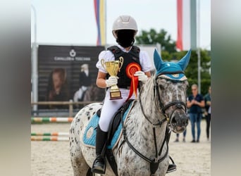 Inne kuce/małe konie Mix, Wałach, 10 lat, 137 cm, Tarantowata