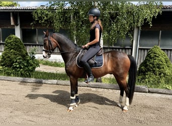 Inne kuce/małe konie, Wałach, 10 lat, 138 cm, Gniada