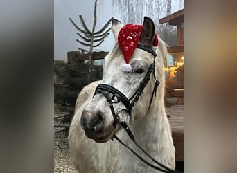 Inne kuce/małe konie, Wałach, 10 lat, 139 cm, Tarantowata