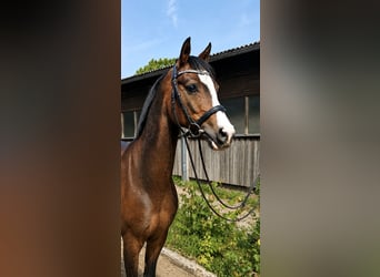 Inne kuce/małe konie, Wałach, 10 lat, 145 cm, Gniada
