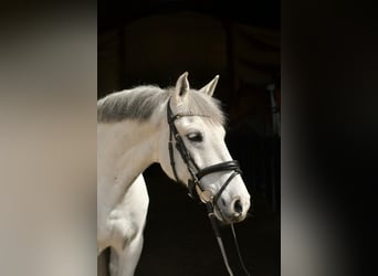 Inne kuce/małe konie, Wałach, 10 lat, 145 cm, Siwa