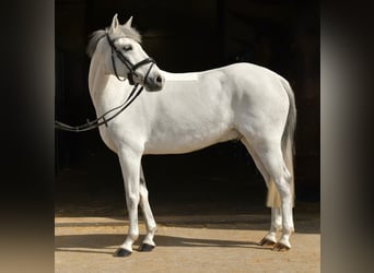 Inne kuce/małe konie, Wałach, 10 lat, 145 cm, Siwa