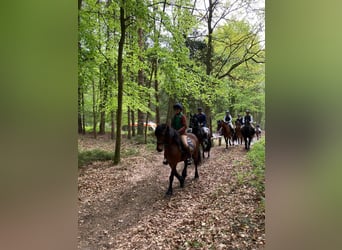 Inne kuce/małe konie, Wałach, 10 lat, 147 cm, Gniada