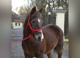 Inne kuce/małe konie, Wałach, 10 lat, 152 cm, Gniada