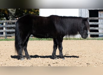 Inne kuce/małe konie, Wałach, 10 lat, 91 cm, Kara