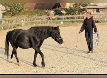 Inne kuce/małe konie, Wałach, 11 lat, 122 cm, Kara