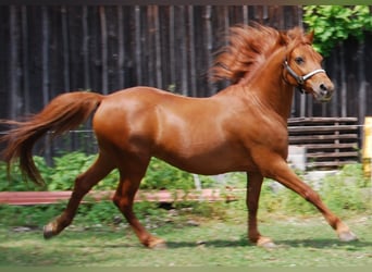 Inne kuce/małe konie, Wałach, 11 lat, 142 cm