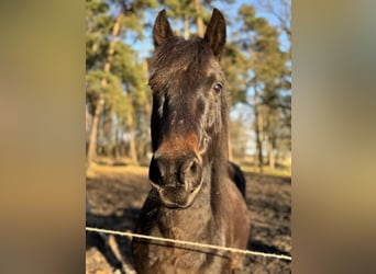 Inne kuce/małe konie Mix, Wałach, 11 lat, 143 cm, Skarogniada