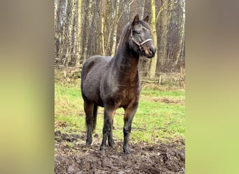 Inne kuce/małe konie Mix, Wałach, 11 lat, 143 cm, Skarogniada