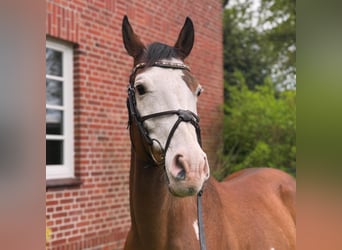 Inne kuce/małe konie Mix, Wałach, 11 lat, 150 cm, Tobiano wszelkich maści