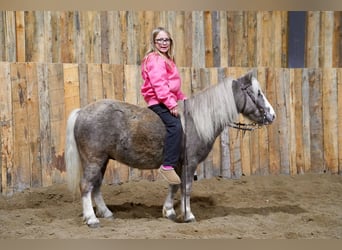 Inne kuce/małe konie, Wałach, 11 lat, 91 cm, Siwa