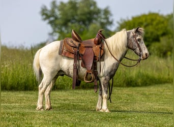 Inne kuce/małe konie, Wałach, 12 lat, 102 cm, Srokata