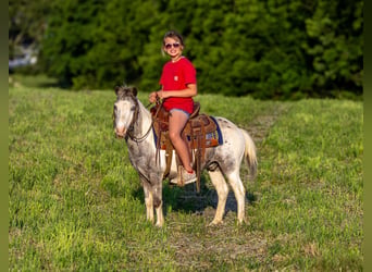 Inne kuce/małe konie, Wałach, 12 lat, 102 cm, Srokata