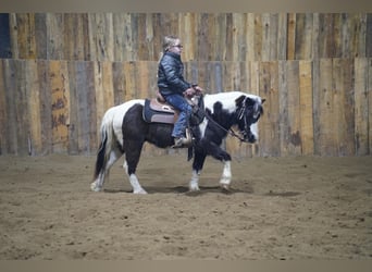 Inne kuce/małe konie, Wałach, 12 lat, 102 cm, Srokata