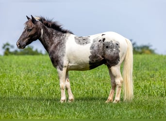 Inne kuce/małe konie, Wałach, 12 lat, 104 cm