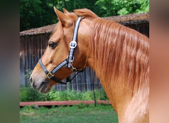 Inne kuce/małe konie, Wałach, 12 lat, 142 cm, Kasztanowata