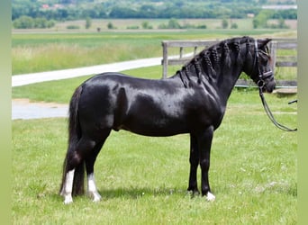 Inne kuce/małe konie, Wałach, 13 lat, 126 cm, Kara