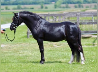 Inne kuce/małe konie, Wałach, 13 lat, 126 cm, Kara