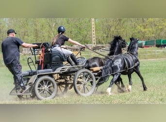 Inne kuce/małe konie, Wałach, 13 lat, 126 cm, Kara