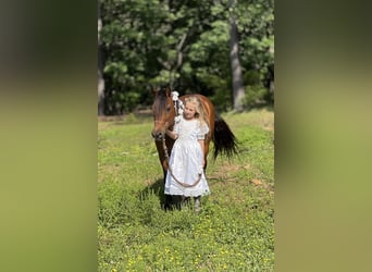 Inne kuce/małe konie, Wałach, 13 lat, 127 cm, Gniada