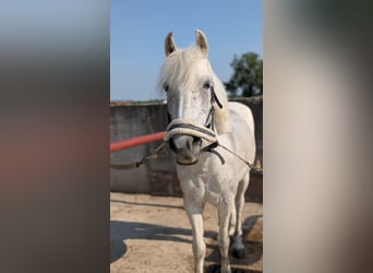 Inne kuce/małe konie, Wałach, 13 lat, 137 cm, Siwa