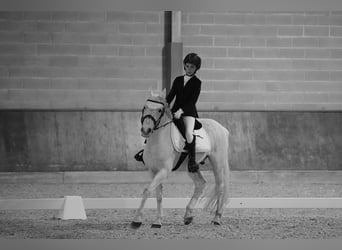 Inne kuce/małe konie, Wałach, 13 lat, 137 cm, Siwa