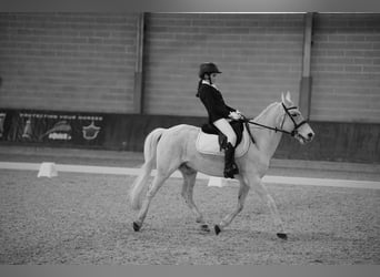 Inne kuce/małe konie, Wałach, 13 lat, 137 cm, Siwa