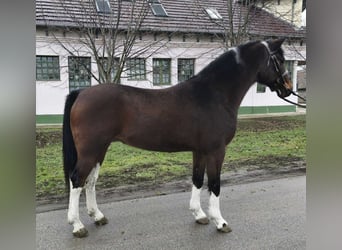 Inne kuce/małe konie, Wałach, 13 lat, 147 cm, Gniada