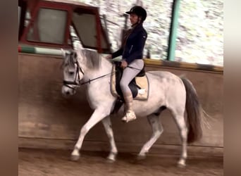 Inne kuce/małe konie, Wałach, 13 lat, 148 cm, Siwa jabłkowita