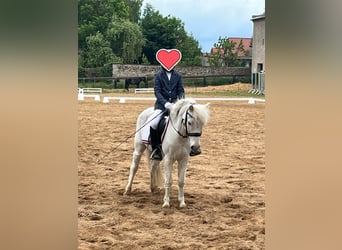 Inne kuce/małe konie, Wałach, 14 lat, 122 cm, Siwa