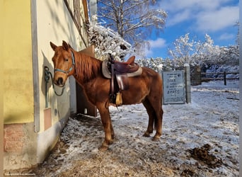 Inne kuce/małe konie, Wałach, 15 lat, 145 cm, Ciemnokasztanowata