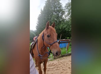 Inne kuce/małe konie, Wałach, 15 lat, 145 cm, Ciemnokasztanowata