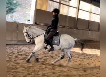 Inne kuce/małe konie, Wałach, 15 lat, 146 cm, Siwa